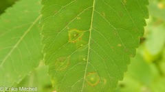 Lasioptera spiraeafolia