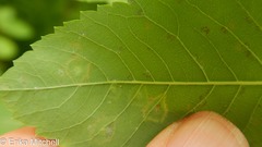 Lasioptera spiraeafolia