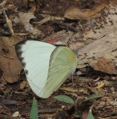 Appias epaphia contracta