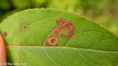 Aulagromyza orbitalis