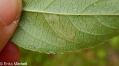 Aulagromyza orbitalis