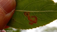 Aulagromyza orbitalis