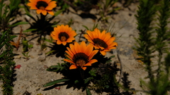 Gazania ciliaris