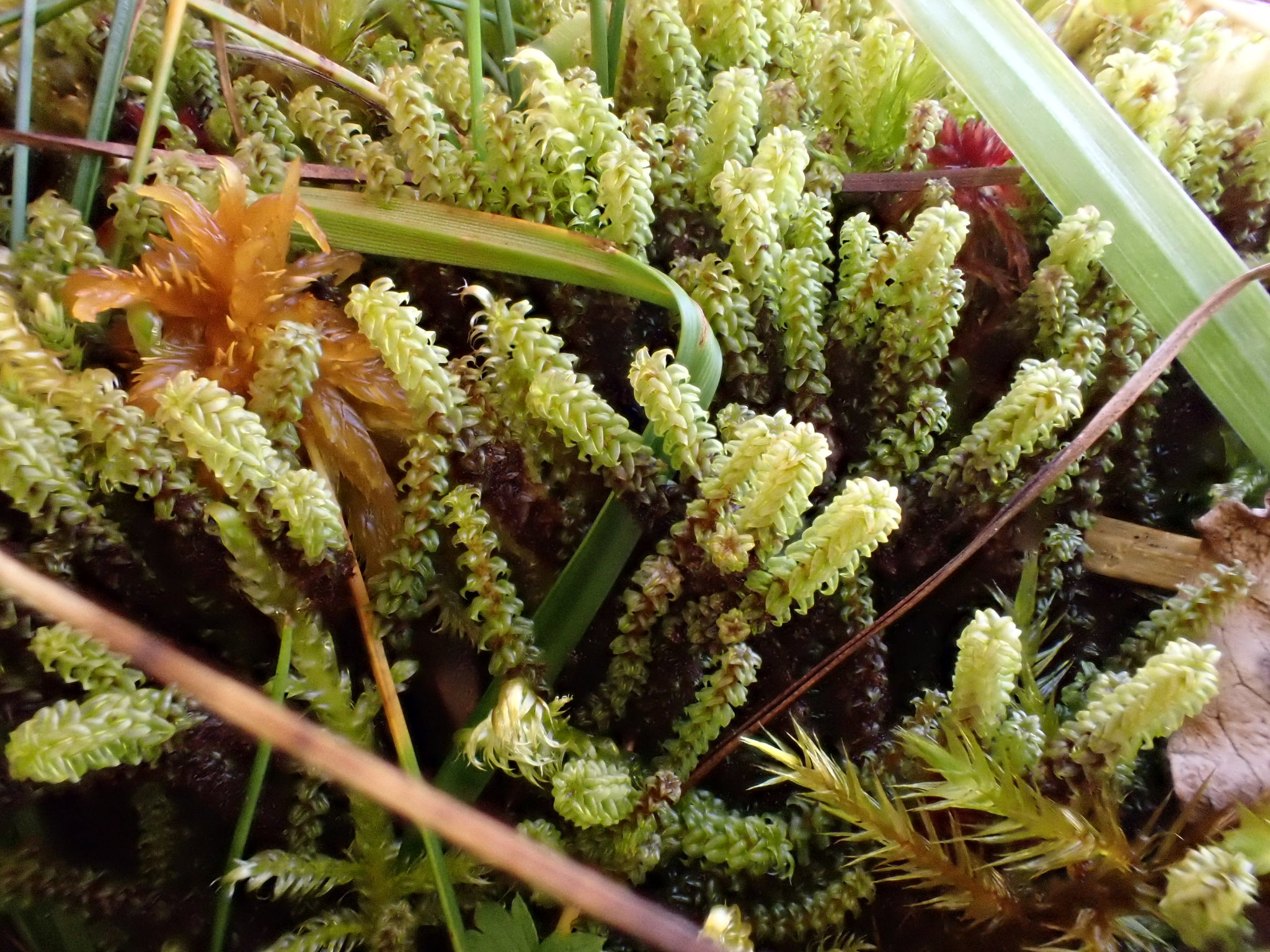 Paludella squarrosa