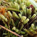 Tufted Fen-Moss - Photo (c) Stefan Gey, some rights reserved (CC BY-NC), uploaded by Stefan Gey