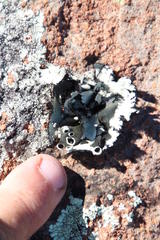 Xanthoparmelia hottentotta