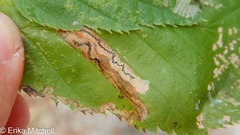 Stigmella lemniscella