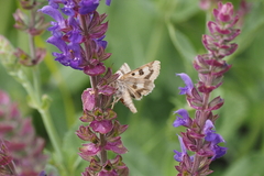 Heliothis viriplaca