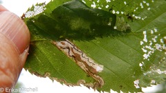 Stigmella lemniscella