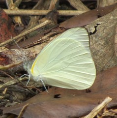 Appias epaphia contracta