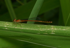 Agriocnemis exsudans
