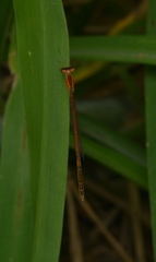 Agriocnemis exsudans