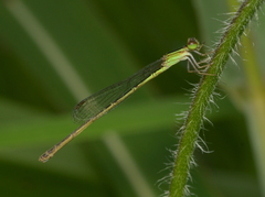 Agriocnemis exsudans