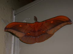 Antheraea formosana
