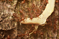 Oecophylla smaragdina