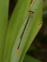 Agriocnemis exsudans