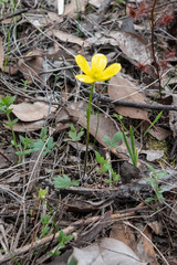 Ranunculus pachycarpus