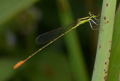 Agriocnemis exsudans