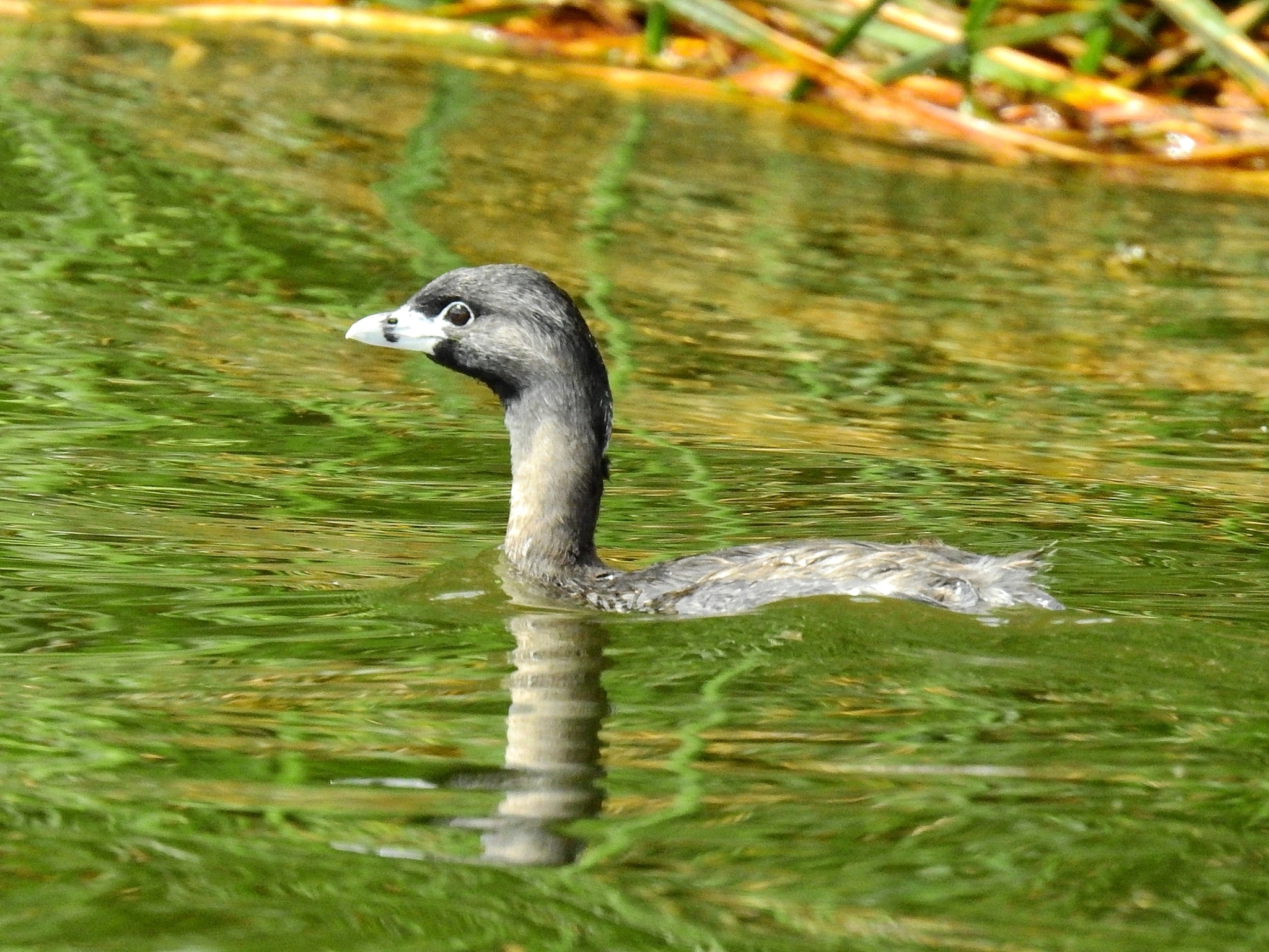 Pied-billed Grebe (Podilymbus podiceps)