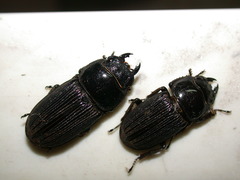 Dorcus