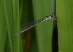 Agriocnemis exsudans