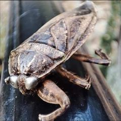 Lethocerus patruelis