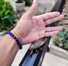 Lethocerus patruelis