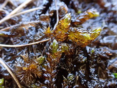 Scorpidium scorpioides