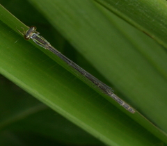 Agriocnemis exsudans