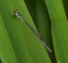 Agriocnemis exsudans