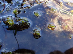 Scorpidium scorpioides