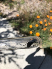 Omus californicus