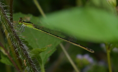 Agriocnemis exsudans