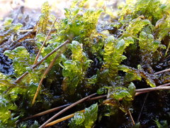 Scorpidium scorpioides