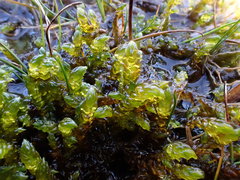 Scorpidium scorpioides