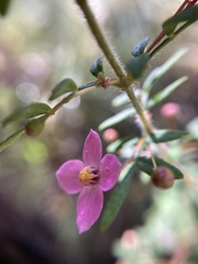 Boronia gracilipes