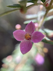 Boronia gracilipes