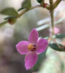 Boronia gracilipes