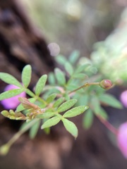Boronia gracilipes