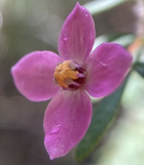 Boronia gracilipes