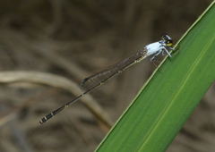 Agriocnemis exsudans