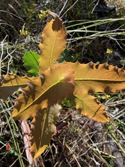 Hakea amplexicaulis
