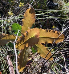 Hakea amplexicaulis