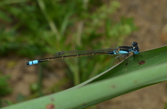 Ischnura heterosticta