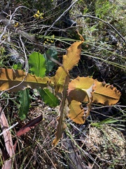 Hakea amplexicaulis