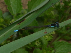 Ischnura heterosticta