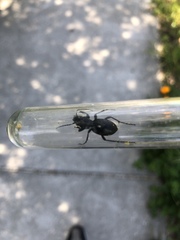 Omus californicus