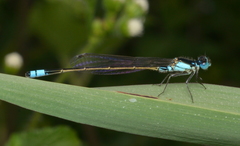 Ischnura heterosticta