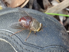 Scaptia abdominalis