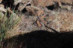 Pronolagus saundersiae